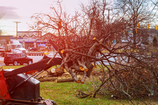 How Our Tree Care Process Works  in  Lake Park, NC