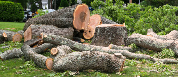 Professional Tree Services in Lake Park, NC