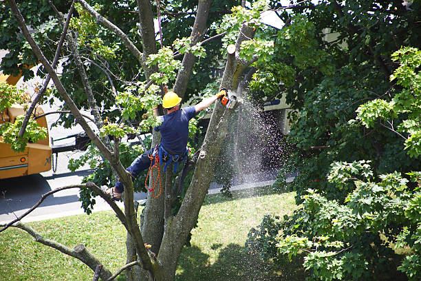 Best Utility Line Clearance  in Lake Park, NC